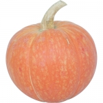 Golden Pumpkin